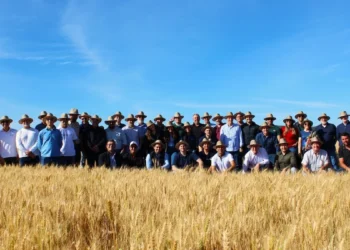 Indústria moageira aposta no Cerrado para ampliar a produção de trigo nacional