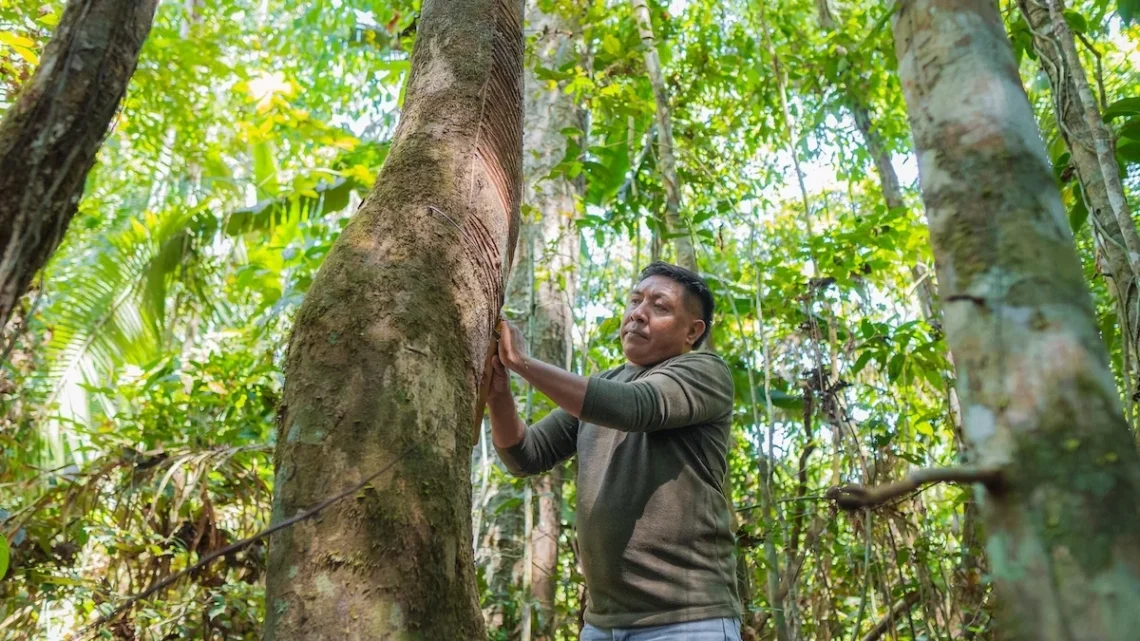 Mercur celebra 15 anos do Projeto Borracha Nativa na Amazônia