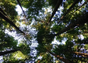 Dia Mundial do Meio Ambiente – Reflexões para o Brasil