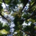 Dia Mundial do Meio Ambiente – Reflexões para o Brasil