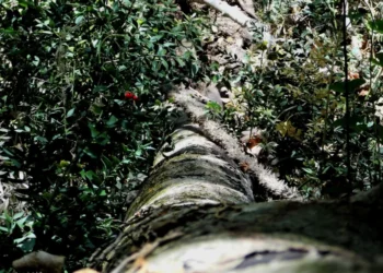 Care Plus firma compromisso com Instituto Terra para plantio de 40 mil árvores nativas da Mata Atlântica até 2028