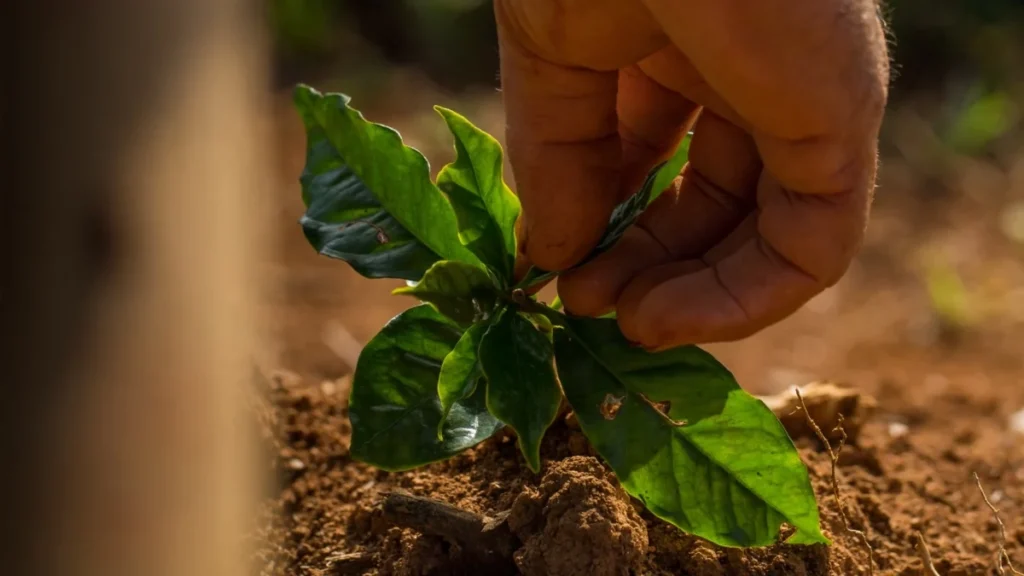 Nespresso reforça compromisso com o futuro do café em novo relatório global de sustentabilidade "The Positive Cup 2024"