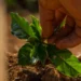 Nespresso reforça compromisso com o futuro do café em novo relatório global de sustentabilidade "The Positive Cup 2024"