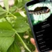 App da ADAMA ultrapassa 100 mil downloads e revoluciona proteção de cultivos com IA Generativa