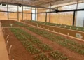 Startup lança tecnologia com inteligência artificial  para avaliação de germinação de sementes