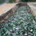 Programa de reciclagem já recuperou quase 500 toneladas de vidro em Trancoso