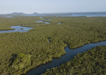 Programa de conservação investe mais de R$ 110 milhões na Mata Atlântica