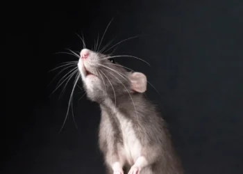 Grupo L’Oréal celebra avanço regulatório brasileiro contra testes em animais