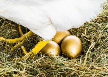 O DILEMA DA GALINHA DOS OVOS DE OURO E A PRESSÃO DO CURTO PRAZO