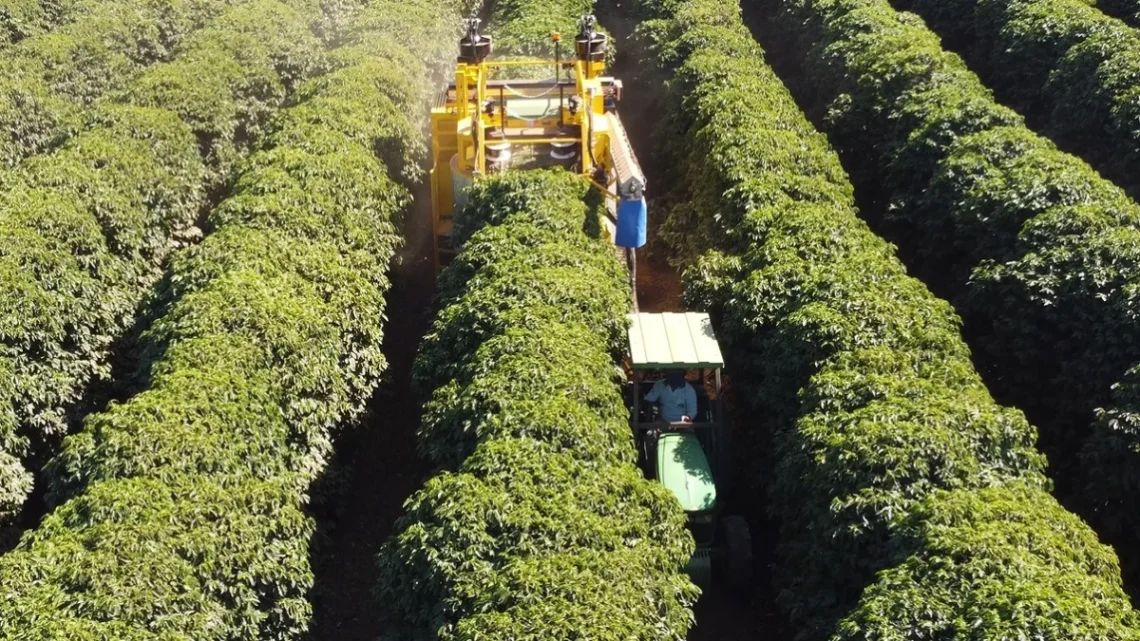 940+ opera com excelência tanto em plantas maiores quanto em cafeeiros jovens
Divulgação Oxbo