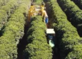 Oxbo lança colhedora de café tracionada para ampliar mecanização