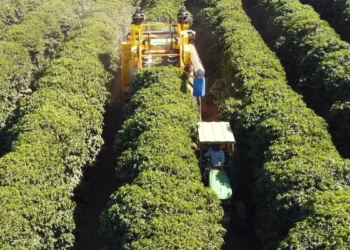 Oxbo lança colhedora de café tracionada para ampliar mecanização
