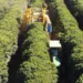 Oxbo lança colhedora de café tracionada para ampliar mecanização