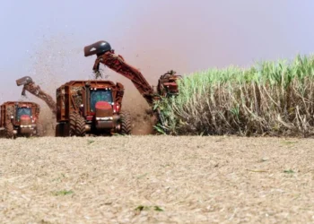 São Martinho lucra R$ 63 milhões no 1º trimestre da safra 25/26