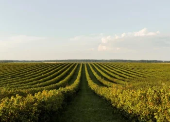 Biológicos ganham força no agro e aceleram startups da agricultura regenerativa