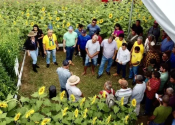 Fazenda Sol Nascente impulsiona inclusão social e diversidade agrícola no Maranhão e Piauí