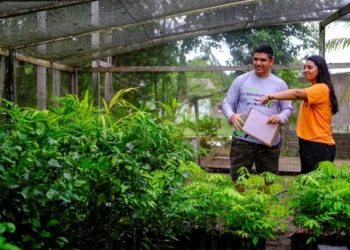 Comunidades amazônicas lideram modelo de reflorestamento com impacto social