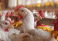 Brasil prevê queda nas exportações de frango em 2025 com impacto da gripe aviária