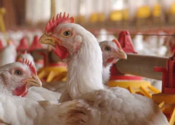 Brasil prevê queda nas exportações de frango em 2025 com impacto da gripe aviária