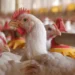 Brasil prevê queda nas exportações de frango em 2025 com impacto da gripe aviária