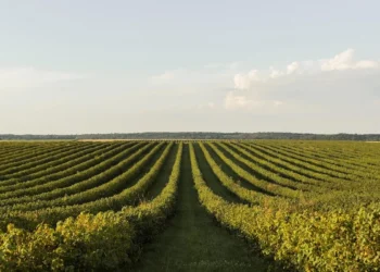 Agricultura regenerativa avança como pilar do futuro do campo