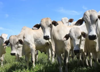 Creep feeding: menos estresse e mais eficiência na pecuária de corte