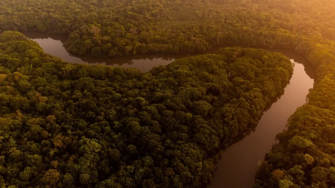 Trecho de floresta preservada e protegida pela Agropalma.
Divulgação (Agropalma)