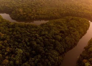 Agropalma reafirma compromisso com a Amazônia em meio a preparativos para a COP30
