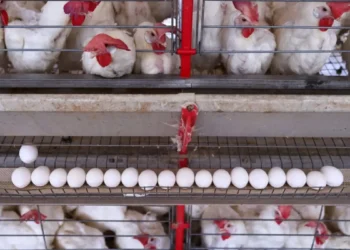 México foi o principal destino da carne de frango do Brasil em agosto, aponta ABPA