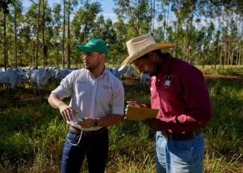 Minerva Foods aumenta foco e direcionamento corporativo em bem-estar animal