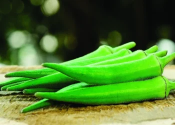 Pequenos produtores também investem em tecnologia para ganhar eficiência no campo