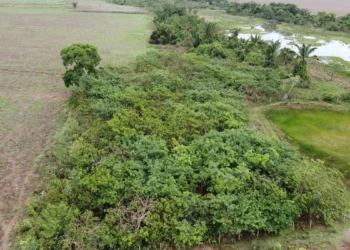 Black Jaguar Foundation ultrapassa 1,2 milhão de árvores plantadas no Cerrado e Amazônia