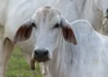 Pecuária brasileira evolui e se firma como potência global em carne bovina