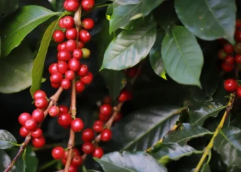 Safra de café 2025/26 entra em fase crucial