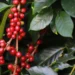 Safra de café 2025/26 entra em fase crucial