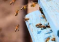 Colmeia Viva App conecta agricultores e apicultores para proteger as abelhas