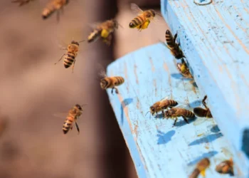 Colmeia Viva App conecta agricultores e apicultores para proteger as abelhas