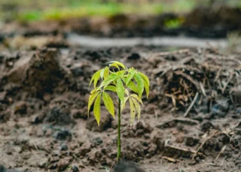 Grupo HEINEKEN cria 72 microbacias em Itu para reforçar recarga hídrica 