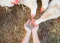 Nova iniciativa da COBEA busca engajar empresas em ações de bem-estar animal