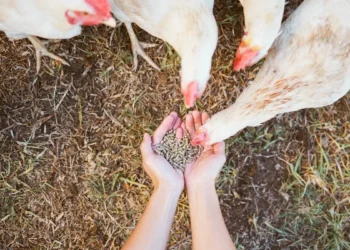 Nova iniciativa da COBEA busca engajar empresas em ações de bem-estar animal