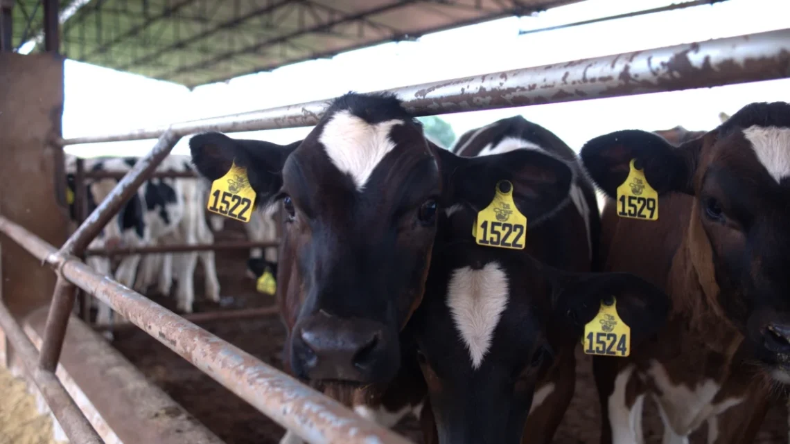 Bezerro da Fazenda Santa Cruz, parceira da Nestlém em Lagoa Formosa (MG), em área de descanso -- um dos manejos essenciais da pecuária regenerativa
Divulgação Nestlé Brasil