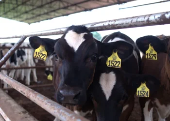 Nestlé e Banco do Brasil firmam parceria de R$ 100 milhões para projetos de descarbonização