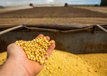 China “zera” compras de soja dos EUA e amplia vantagem brasileira no curto prazo