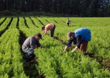 São Paulo bate recorde de R$ 50 milhões em compras da agricultura familiar