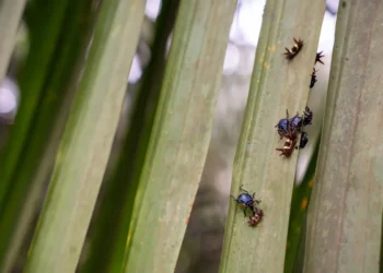 Agropalma comprova eficiência das técnicas naturais no manejo da palma