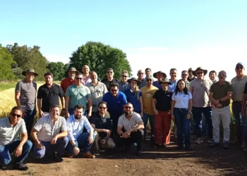 Argentina projeta safra recorde de 24,5 milhões de toneladas de trigo em 2025/26