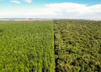 Bracell vence Prêmio Eco Amcham 2025 com iniciativa pioneira de conservação ambiental