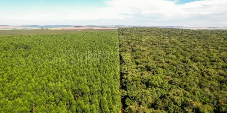 Bracell vence Prêmio Eco Amcham 2025 com iniciativa pioneira de conservação ambiental
