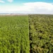 Bracell vence Prêmio Eco Amcham 2025 com iniciativa pioneira de conservação ambiental