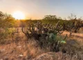 Estudo da Unesp aponta Caatinga como protagonista na captura de carbono no país